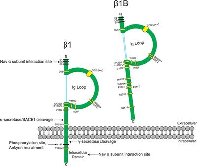 Voltage-Gated Sodium Channel β1/β1B Subunits Regulate Cardiac Physiology and Pathophysiology